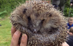 Hedgehog